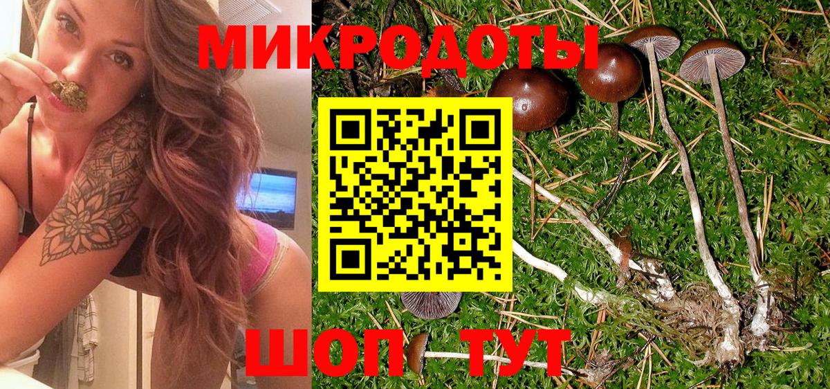 Псилоцибиновые грибы Psilocybe Тында